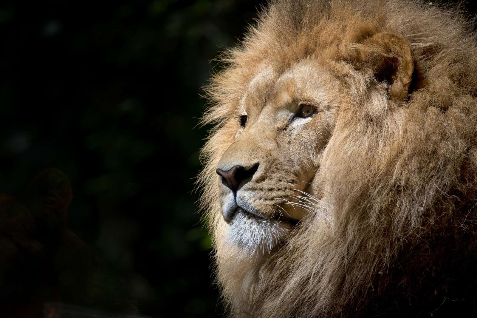 Majestic Lion Portrait Wall Art