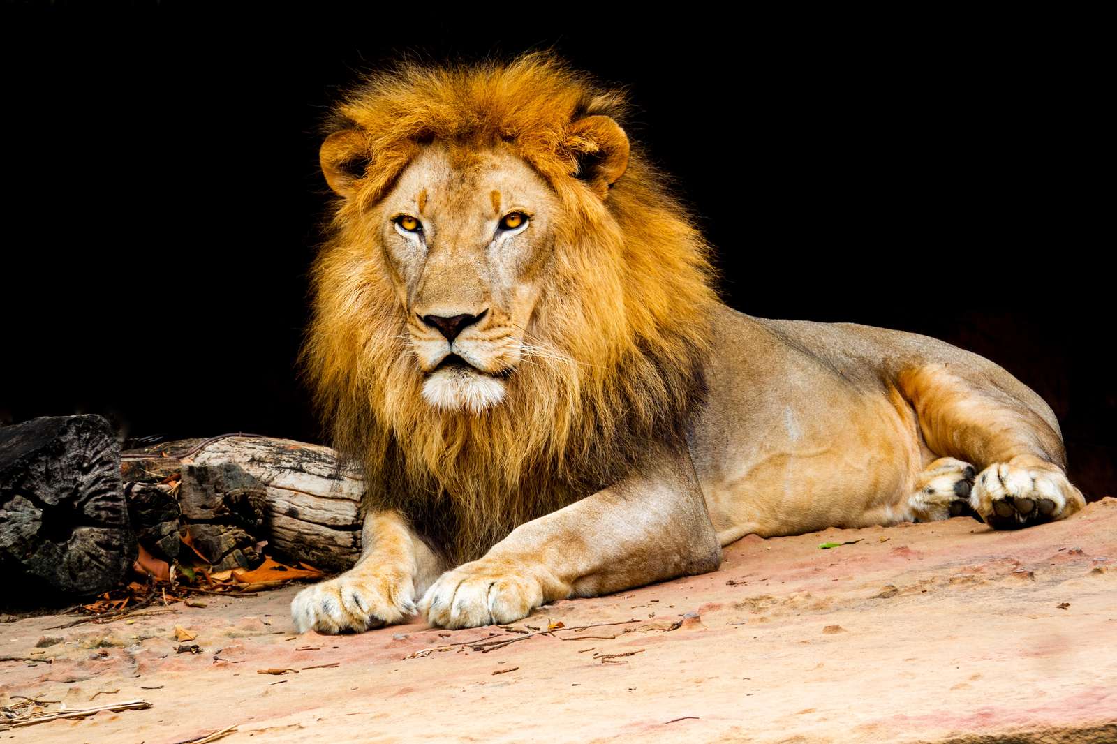 Majestic Lion Portrait Wall Art - Wildlife Art