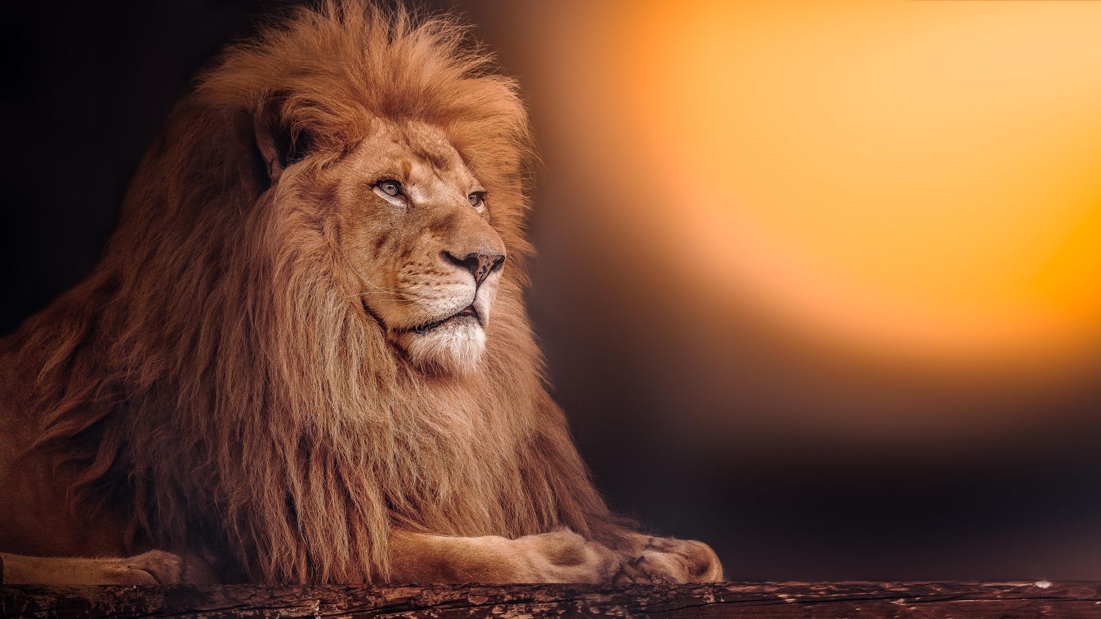 Majestic Lion Portrait Wall Art