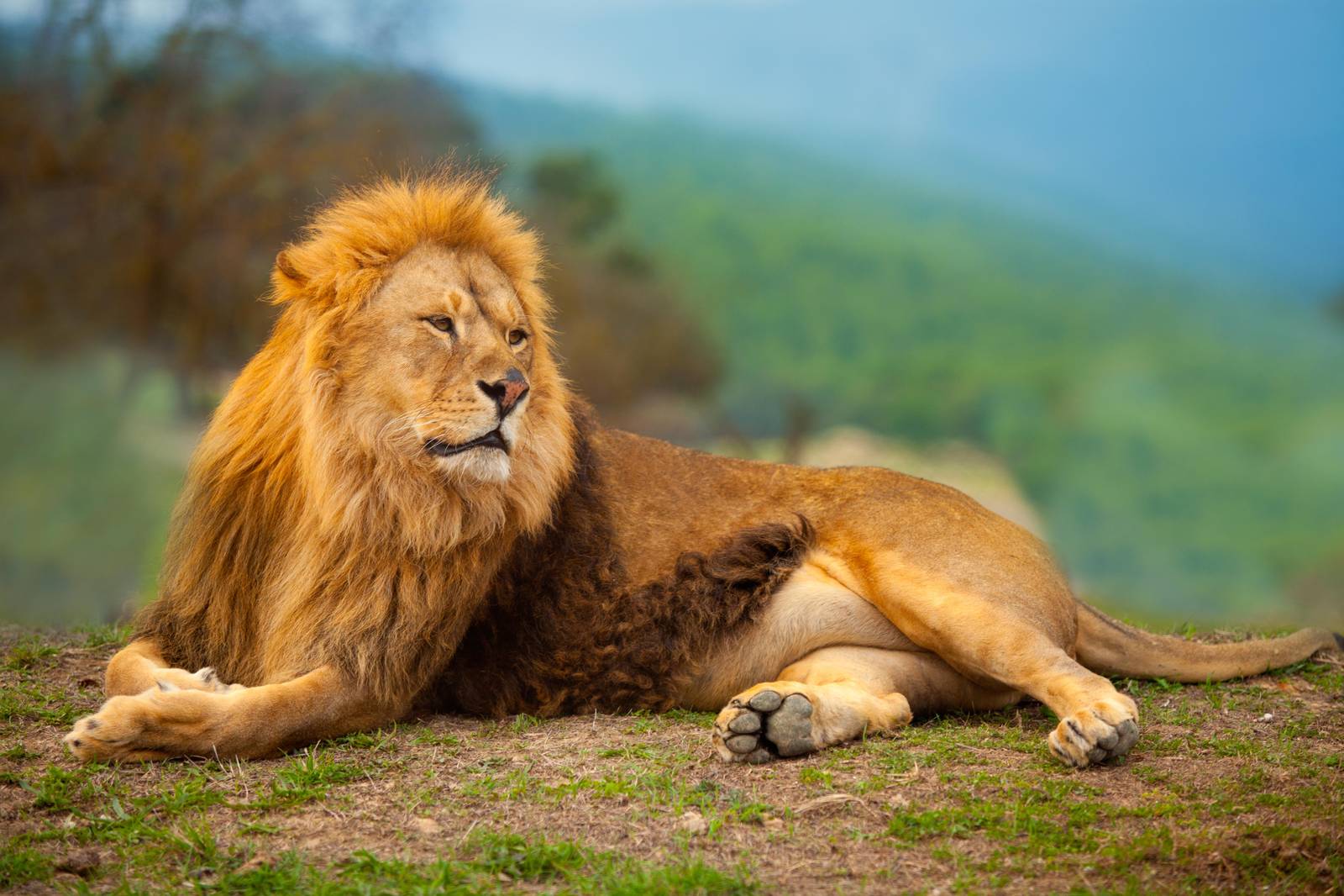 Majestic Lion Wildlife Wall Art