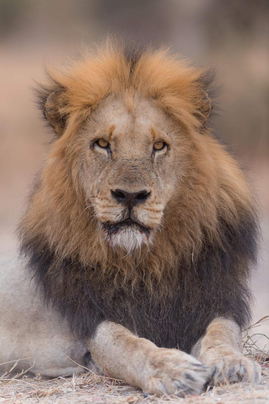 Majestic Lion Portrait Wall Art - Wildlife Art