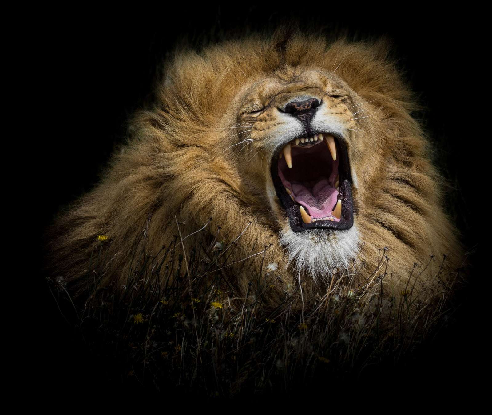 Majestic Lion Roaring Wild Nature Wall Art
