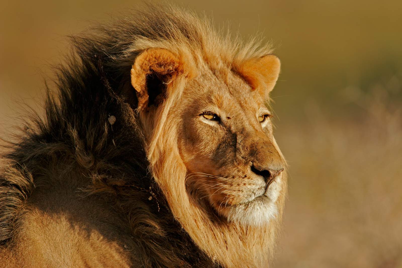 Majestic Lion Portrait Wall Art