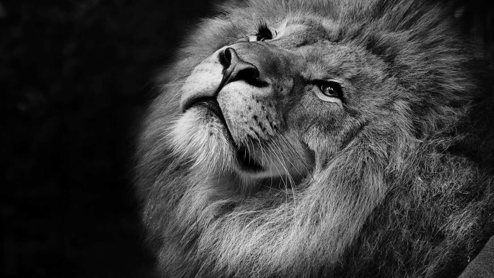 Majestic Lion Close-up Black and White Wall Art