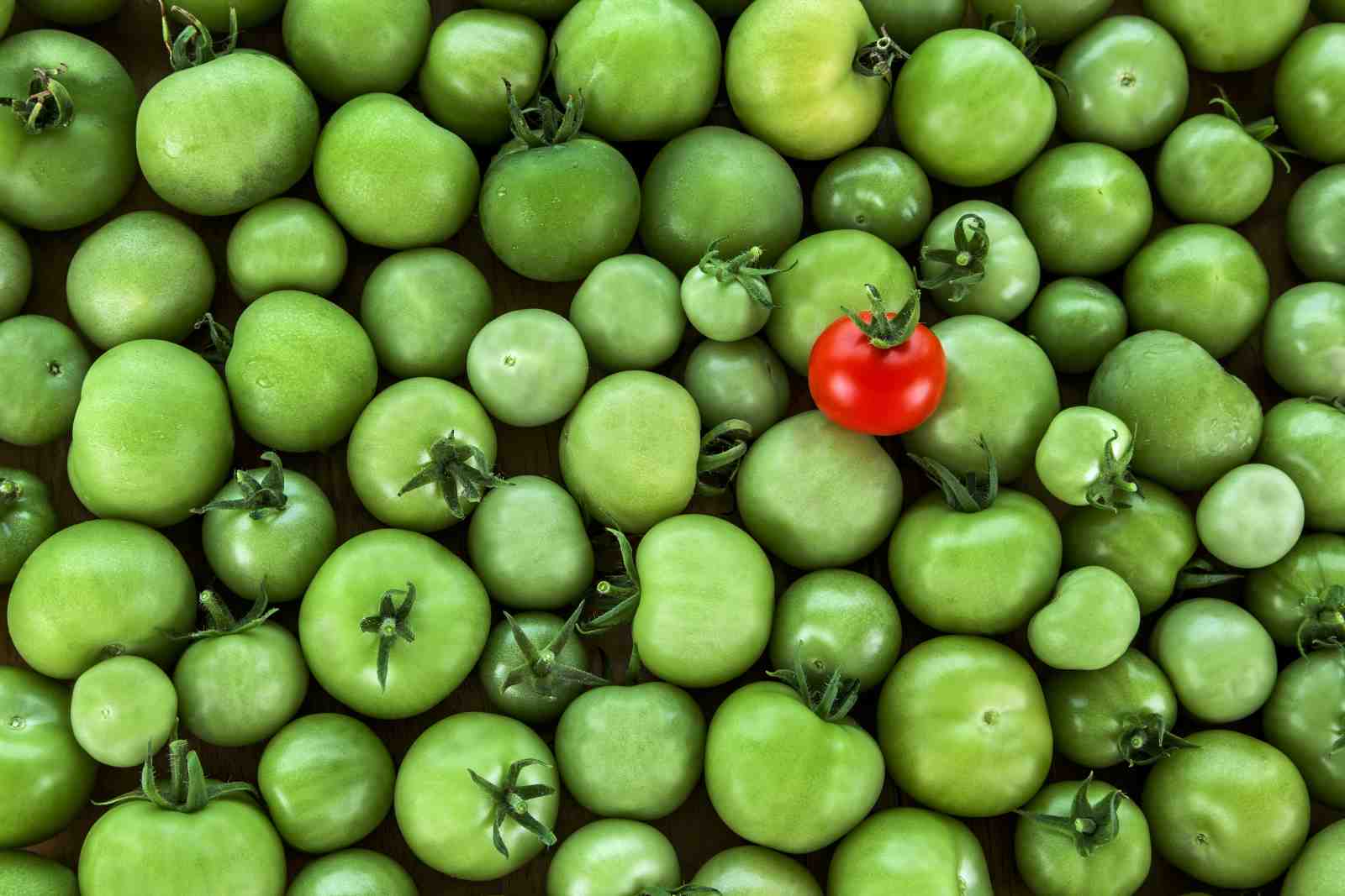 Vibrant Green Tomatoes with a Red Pop Wall Art