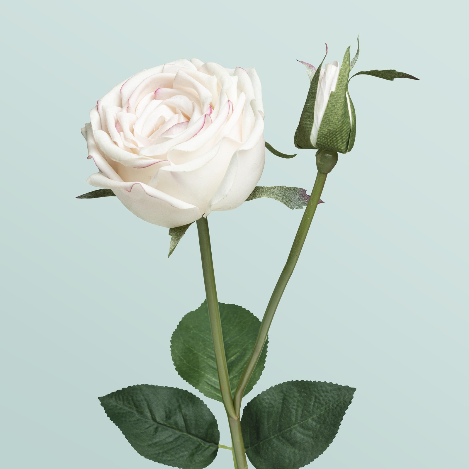 Elegant White Rose Bud Wall Art