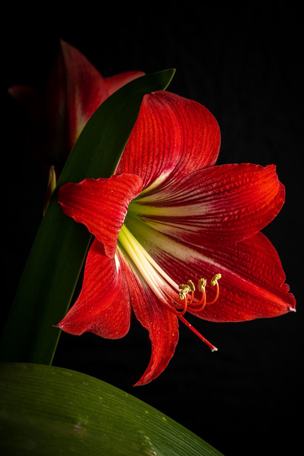 Vibrant Red Amaryllis Floral Wall Art