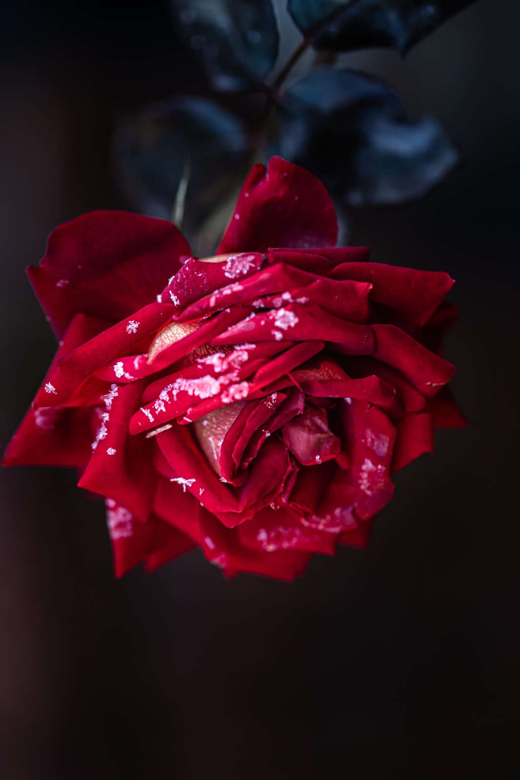 Velvet Red Rose with Frost Wall Art