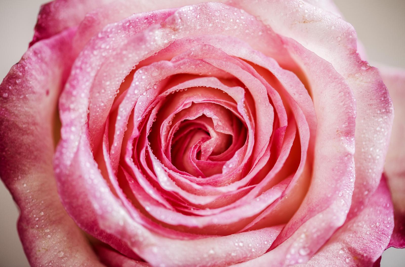 Dewy Pink Rose Close-Up Wall Art