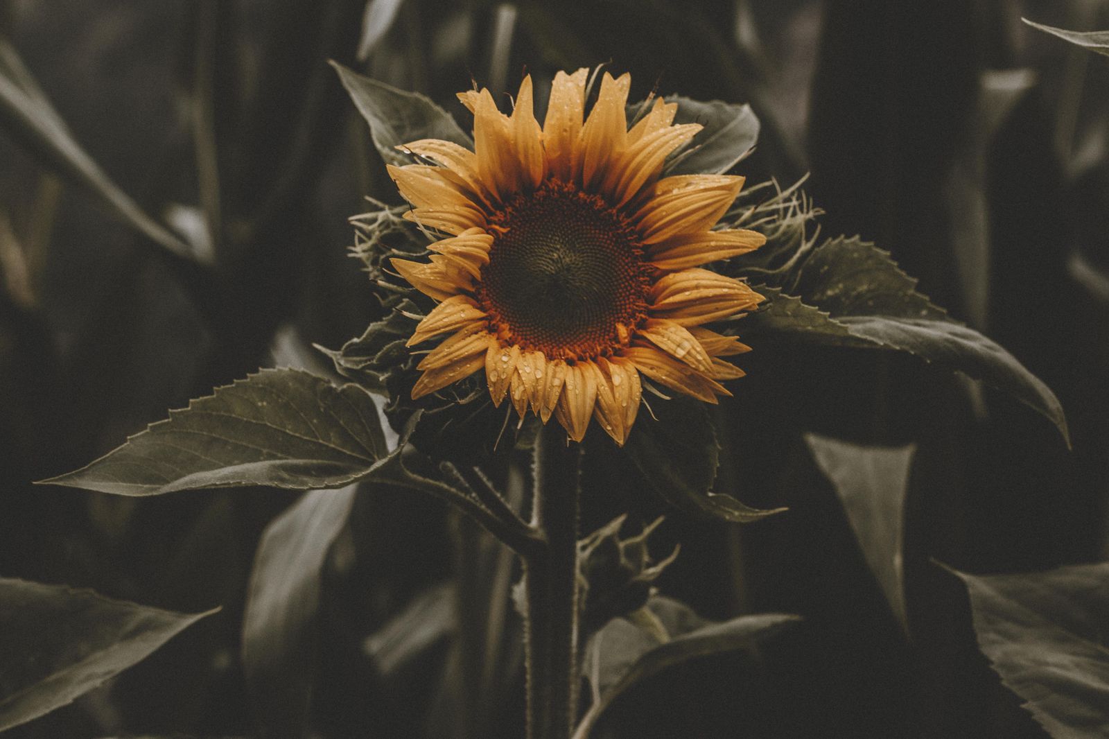 Moody Sunflower Close-Up Wall Art