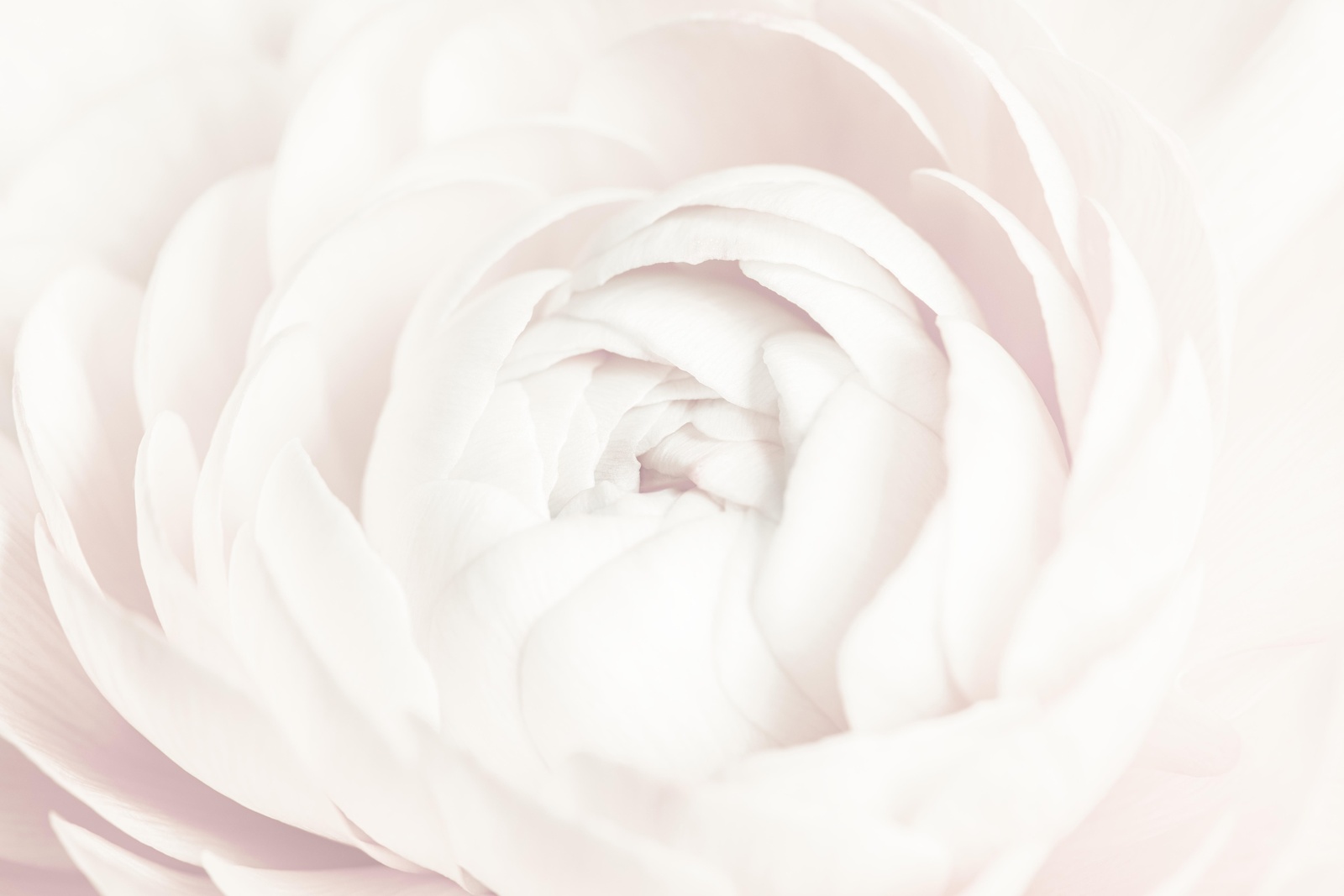 Soft Pink Floral Macro Wall Art for Serene Spaces