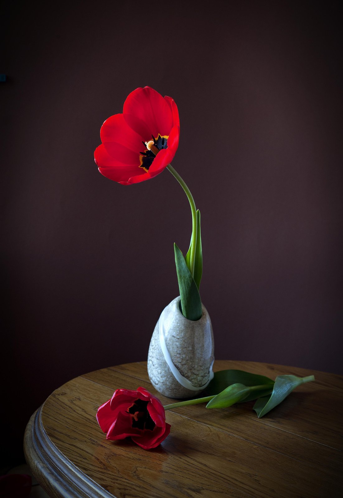 Elegant Red Tulip Still Life Wall Art