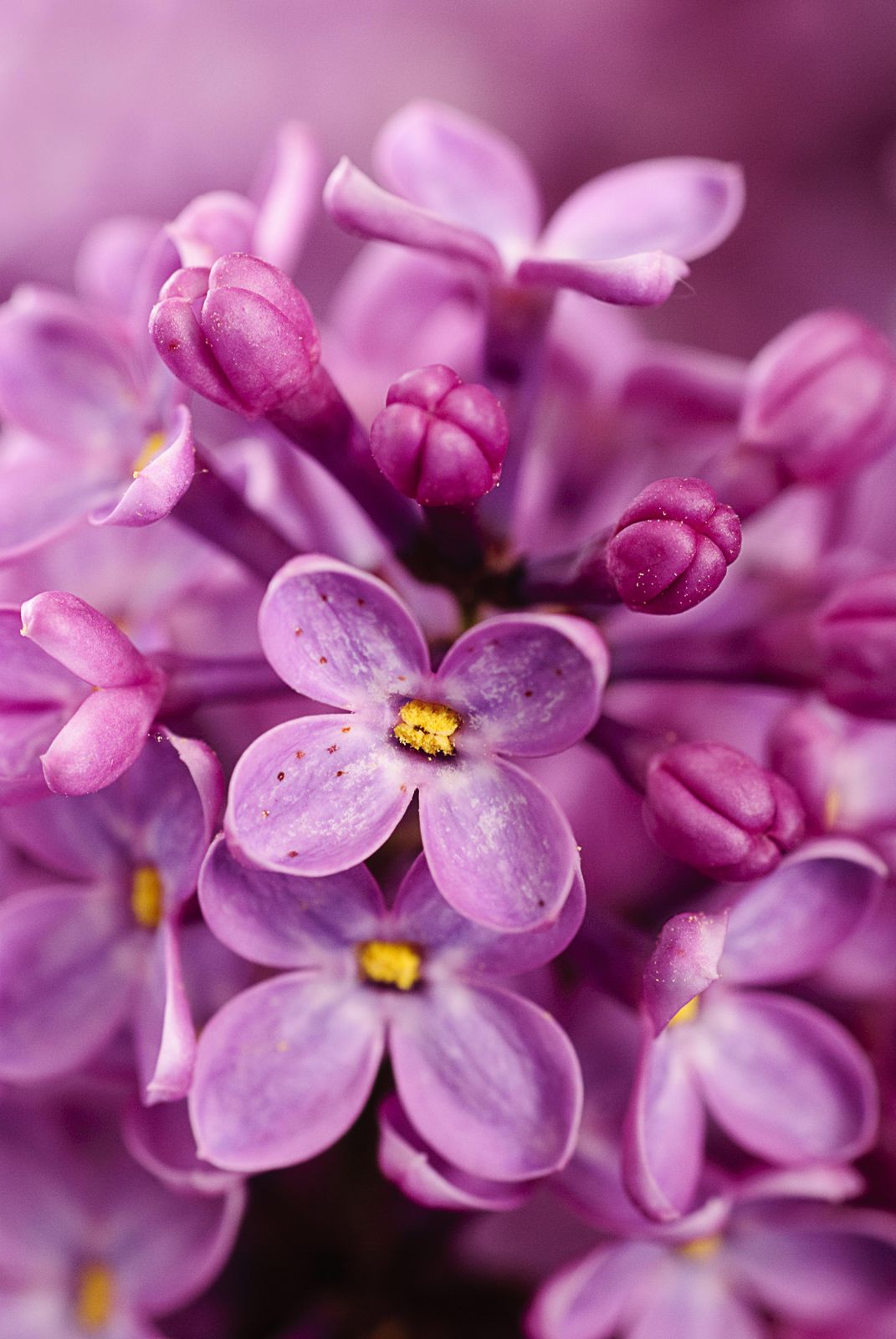 Vibrant Lilac Bloom Close-Up Wall Art