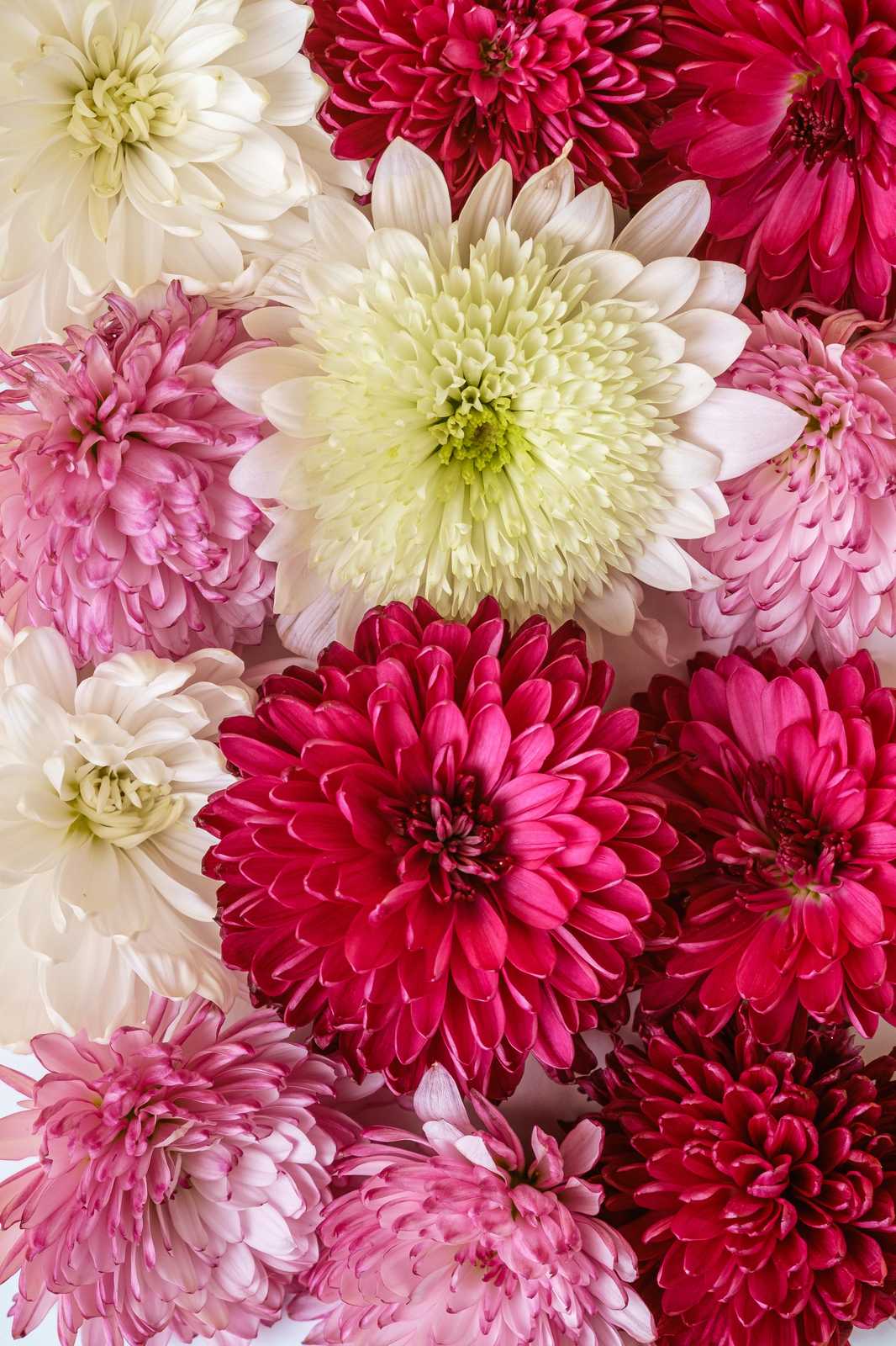 Vibrant Chrysanthemum Bloom Wall Art