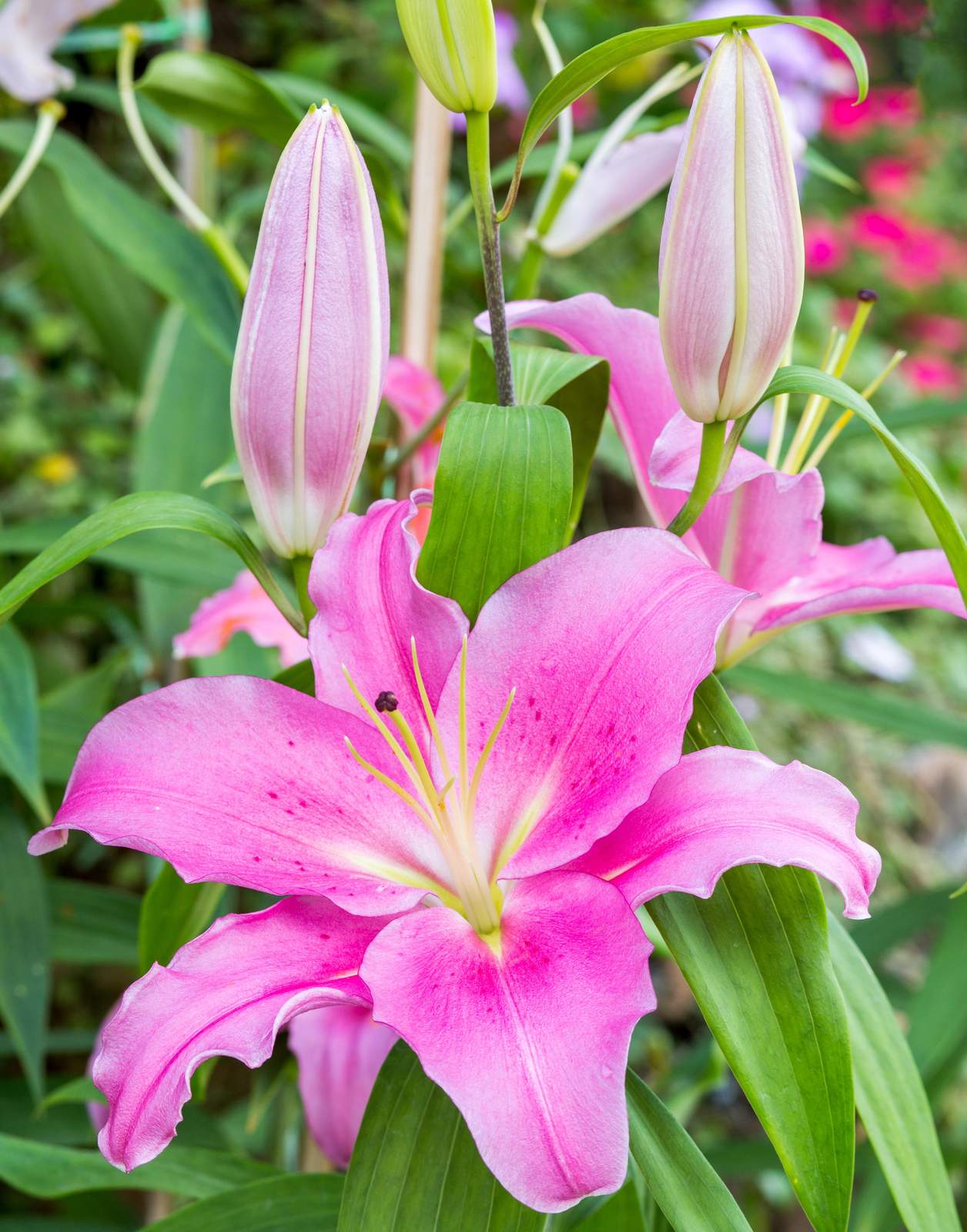 Vibrant Pink Lily Blooming Wall Art