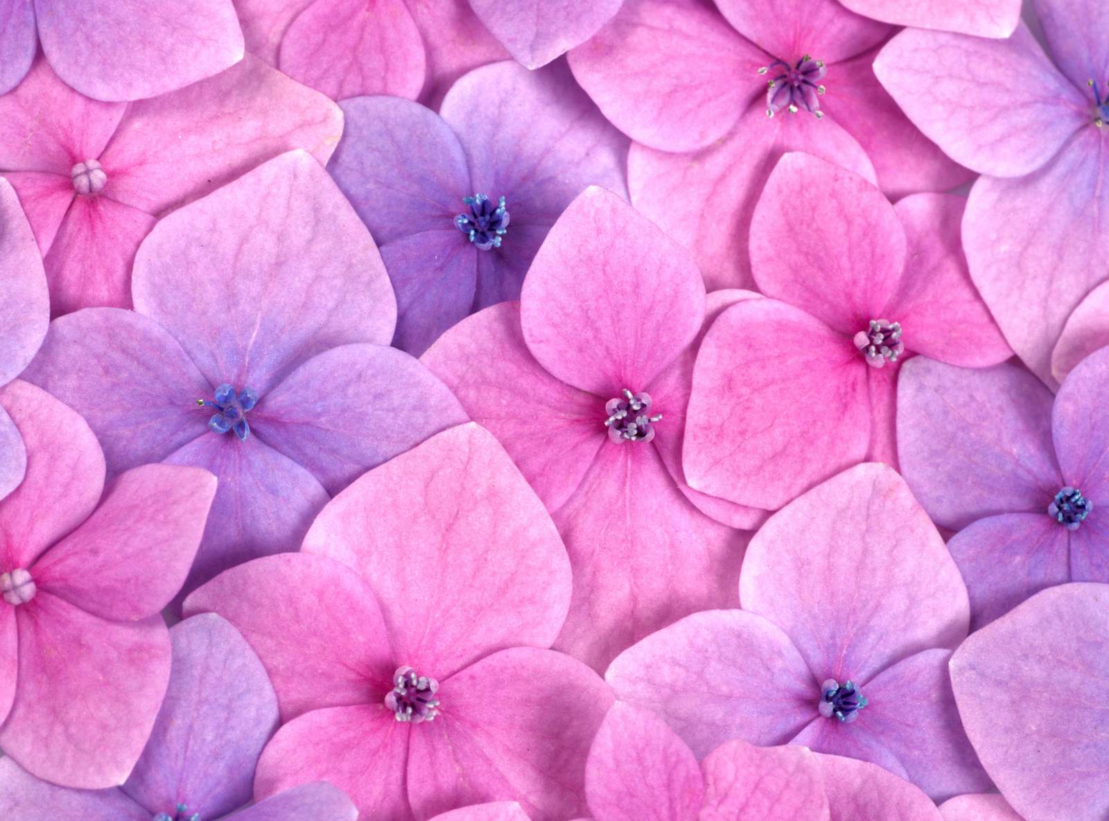 Pink & Purple Hydrangea Bloom Wall Art