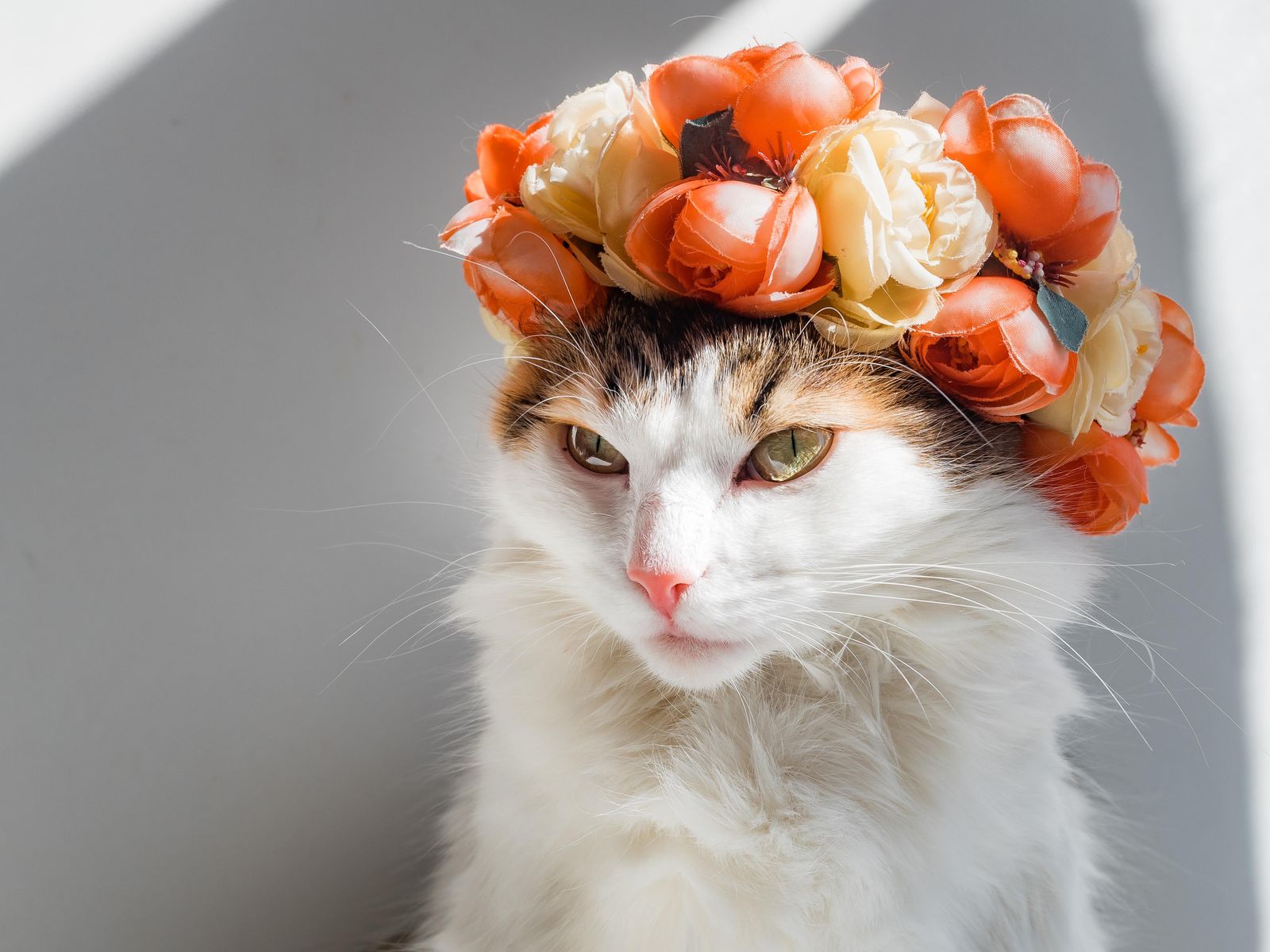 Whimsical Floral Cat Portrait Wall Art