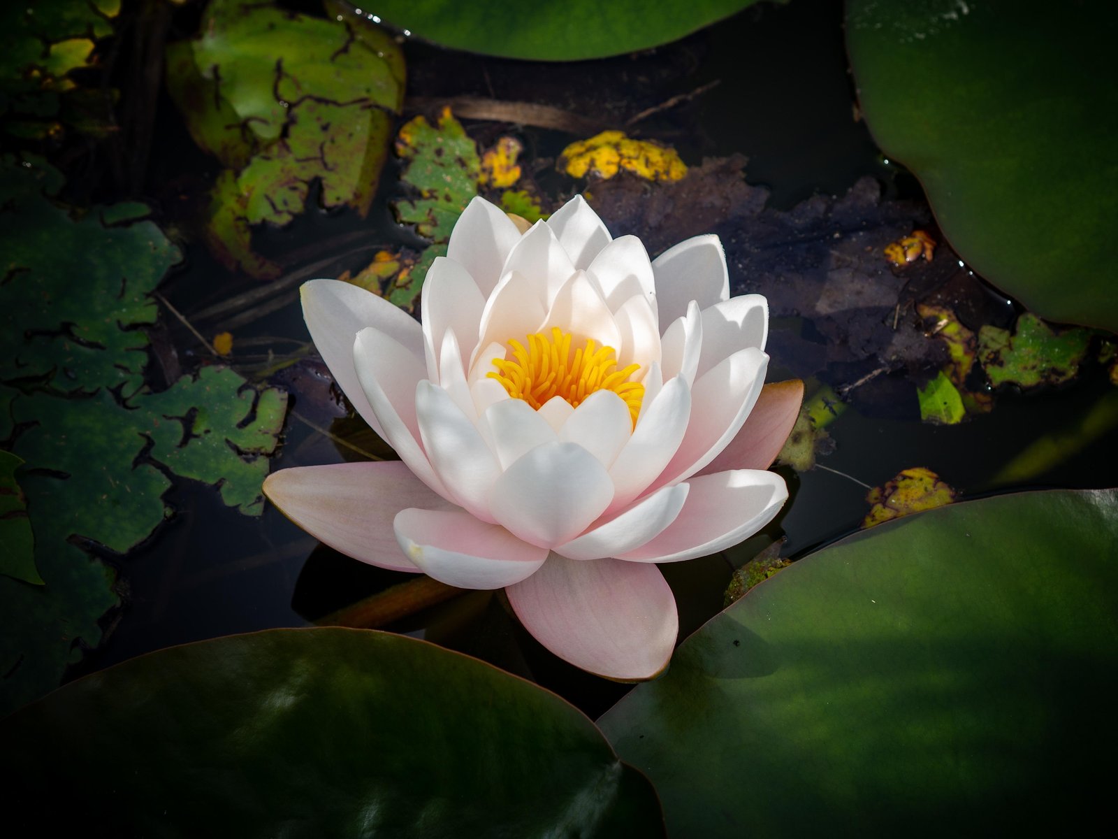 Serene White Water Lily Wall Art Art