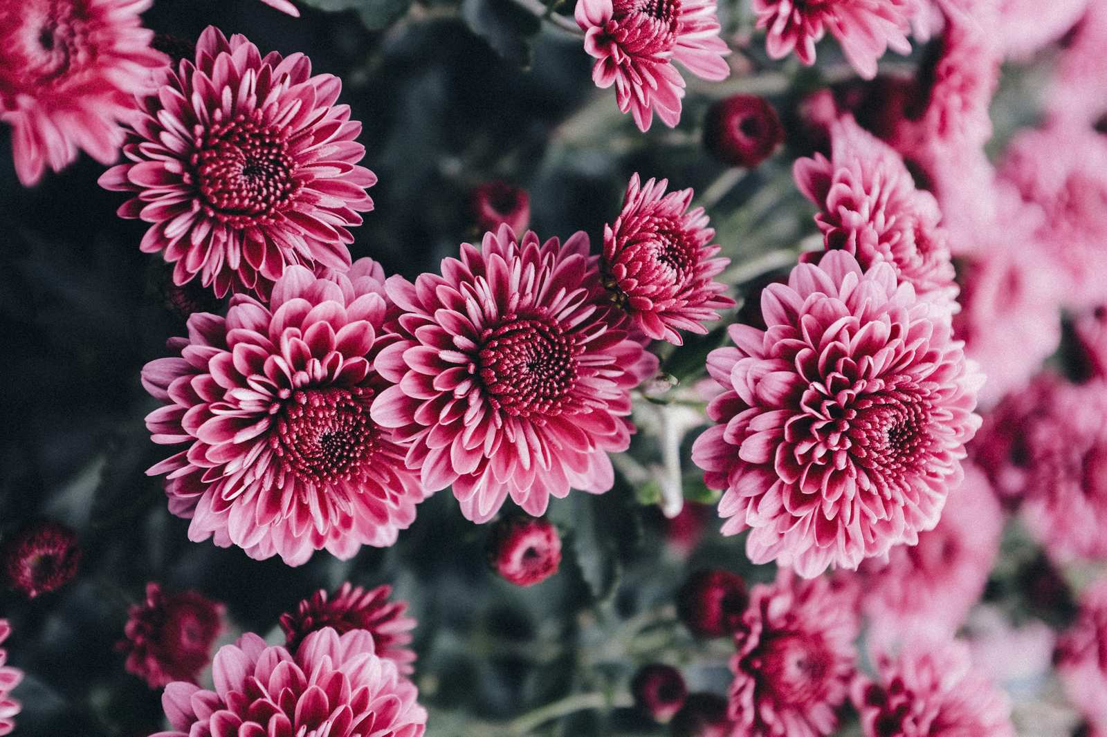 Vibrant Pink Chrysanthemum Floral Wall Art
