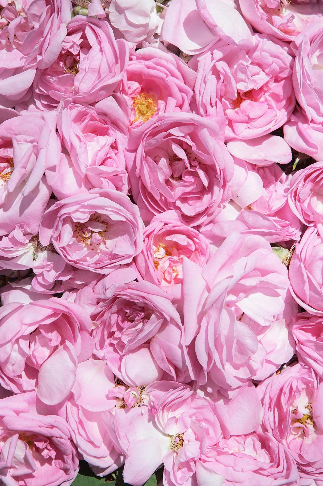 Soft Pink Rose Blossom Petals Wall Art