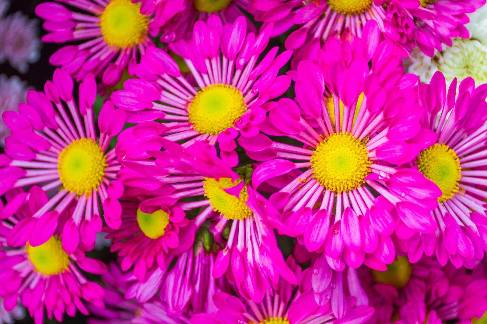 Vibrant Pink Daisy Bloom Wall Art
