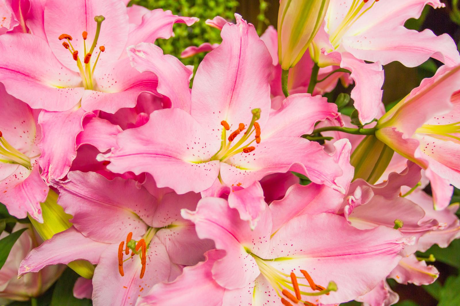 Enchanting Pink Lily Blossom Wall Art