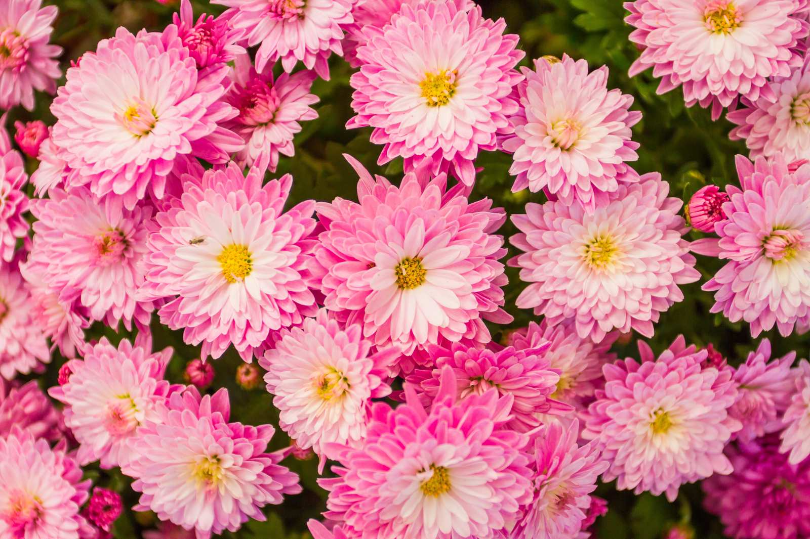 Vibrant Pink Chrysanthemums Floral Wall Art