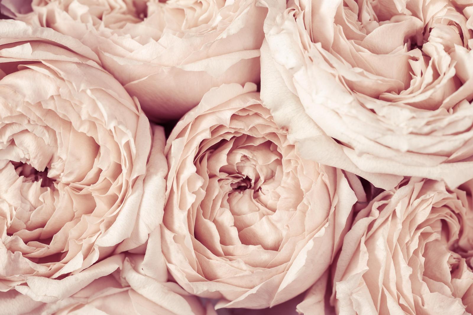 Blush Rose Garden Wall Art