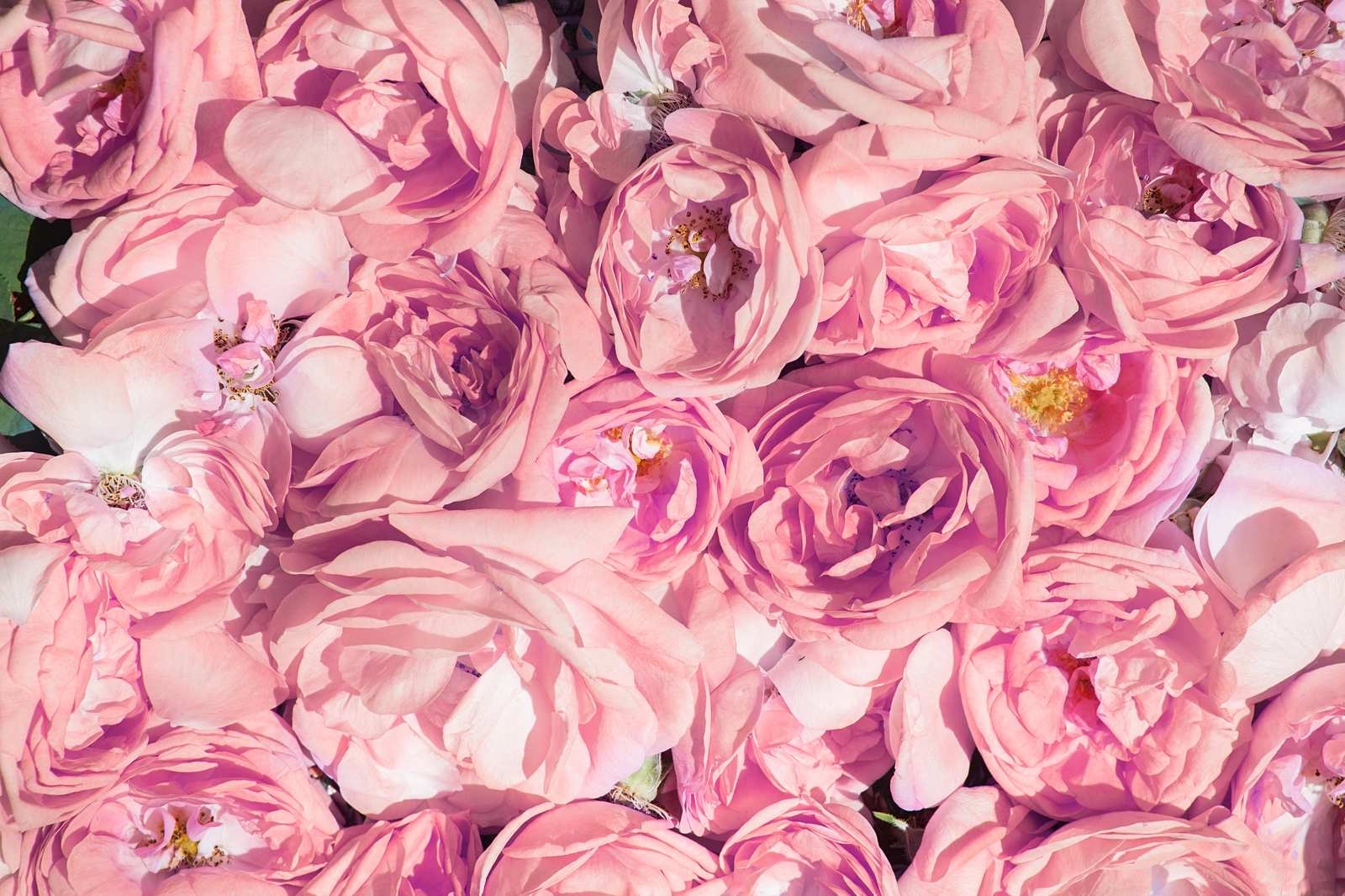 Blushing Pink Roses Dreamy Floral Wall Art