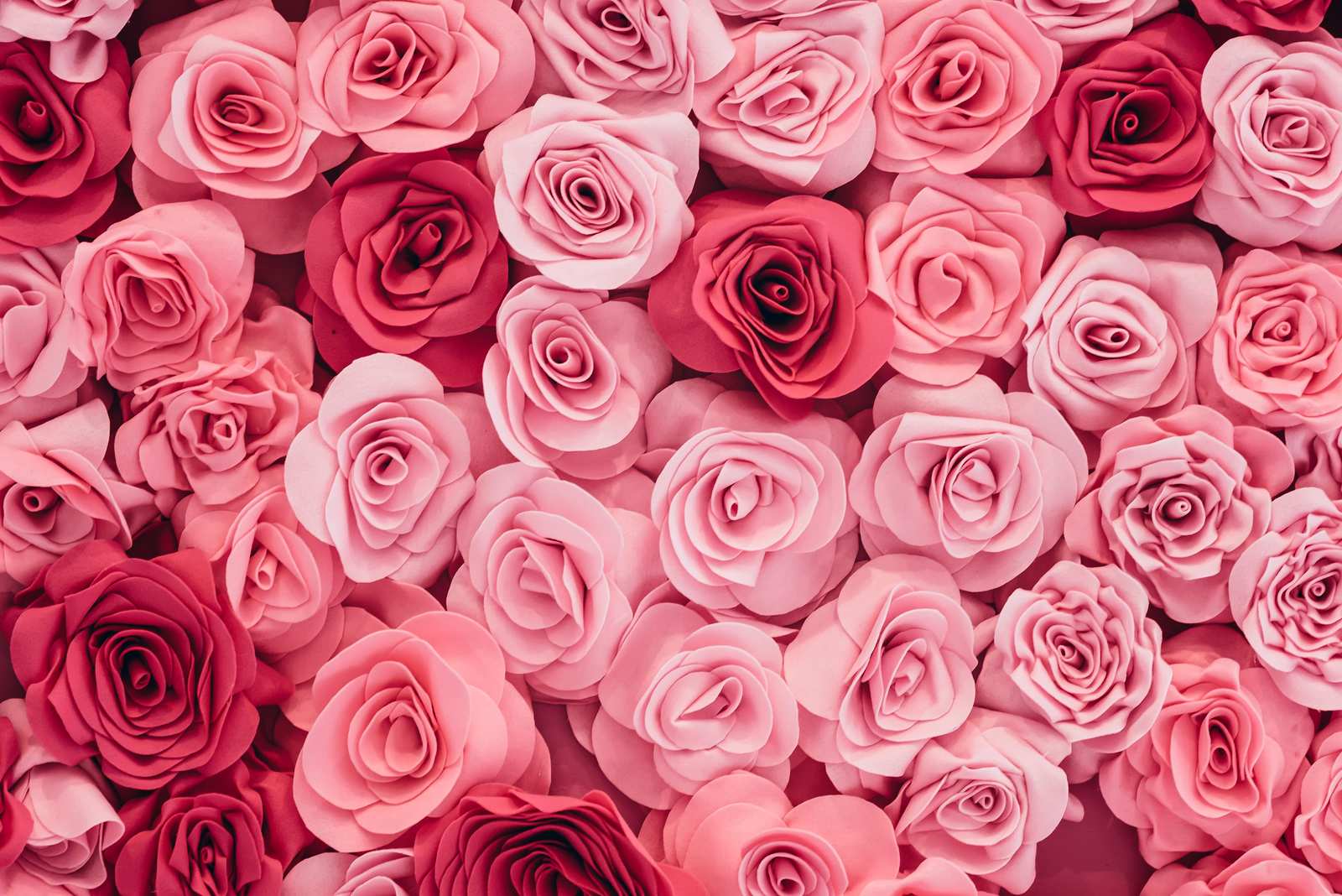Romantic Pink Rose Floral Wall Art Wall Art