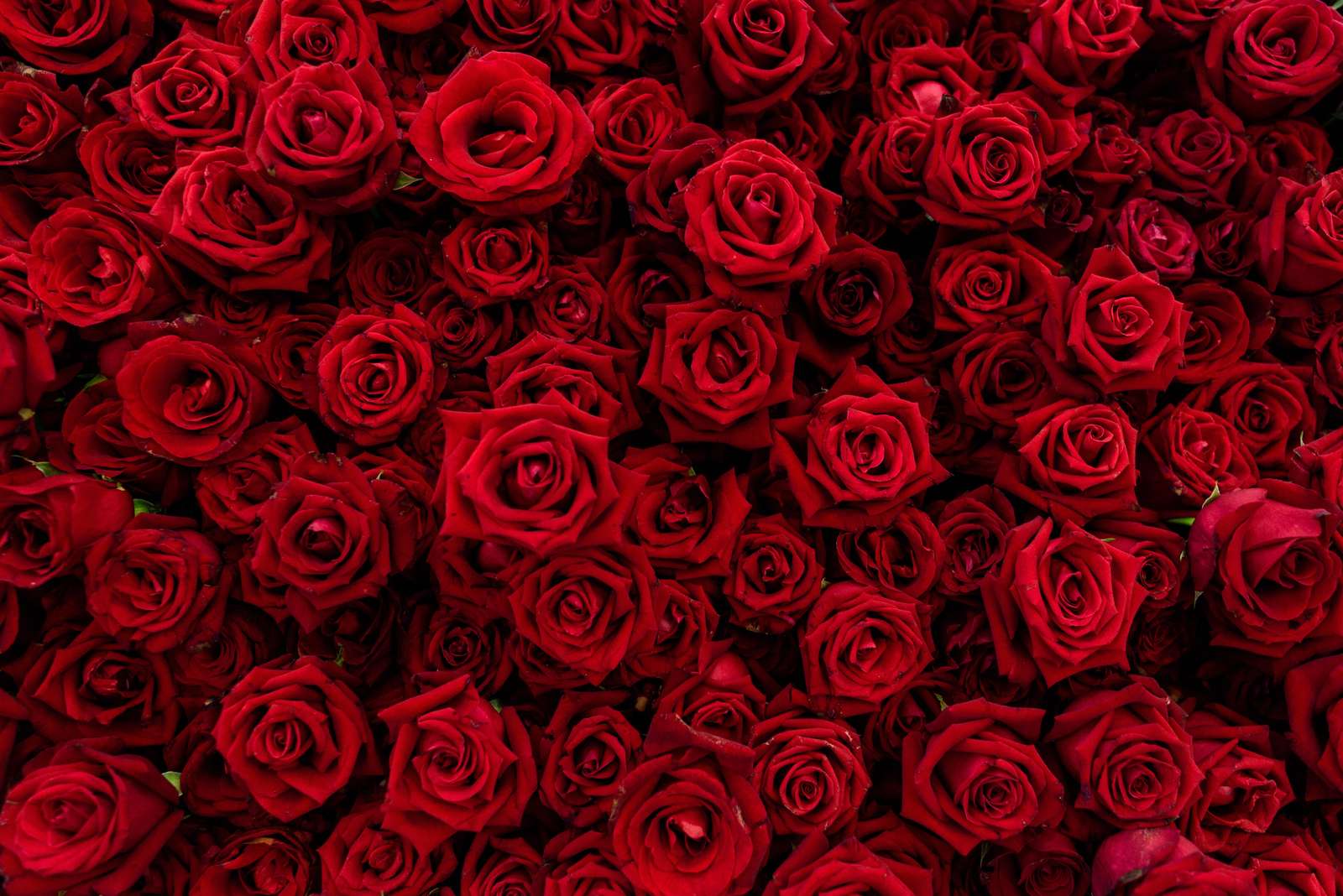 Rich Red Roses Wall Art Wall Art