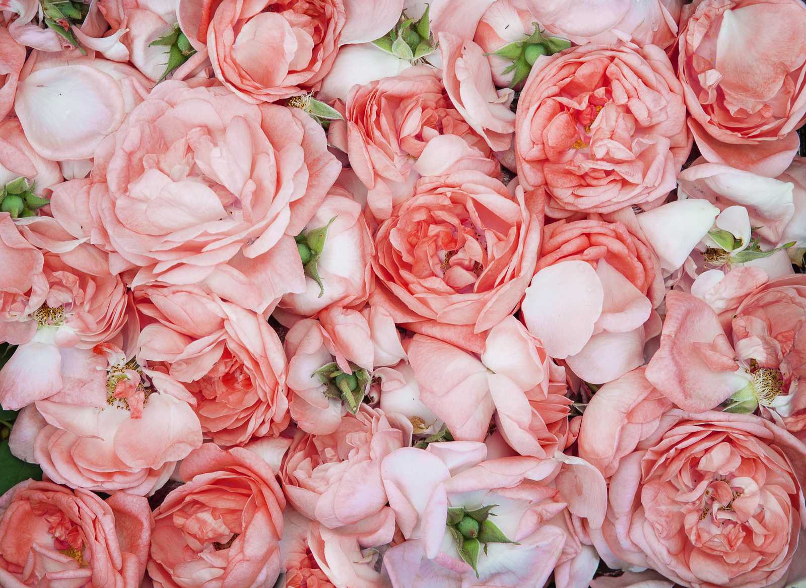 Blush Rose Garden Wall Art Wall Art