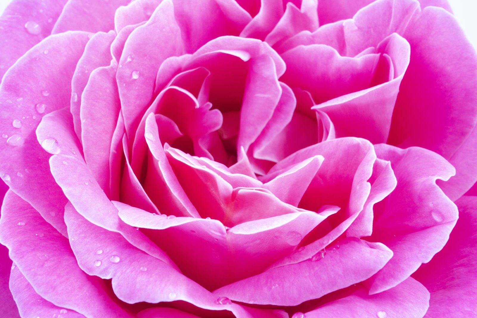 Vibrant Pink Rose Dewdrops Wall Art