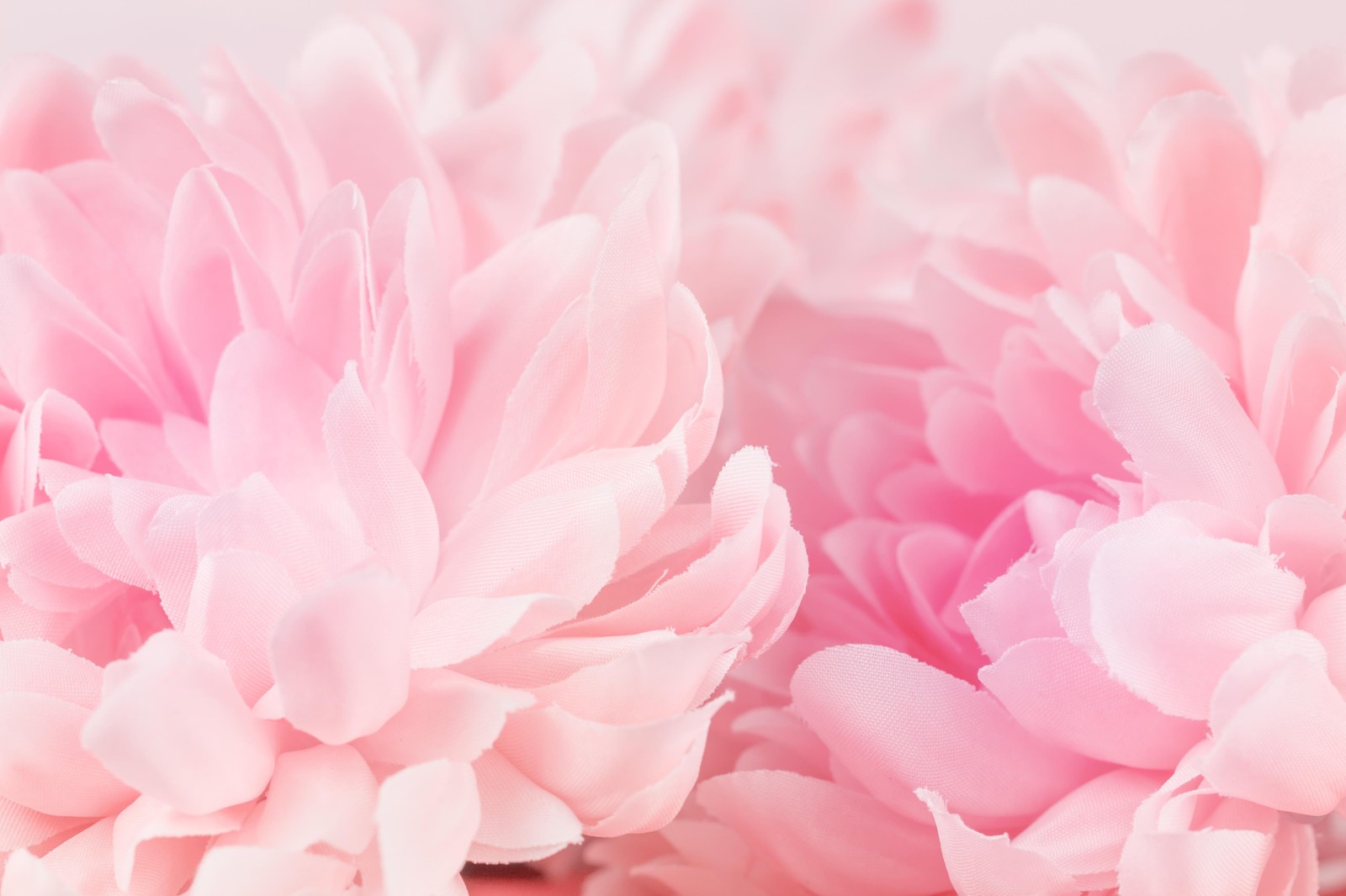 Soft Pink Floral Blooms Wall Art