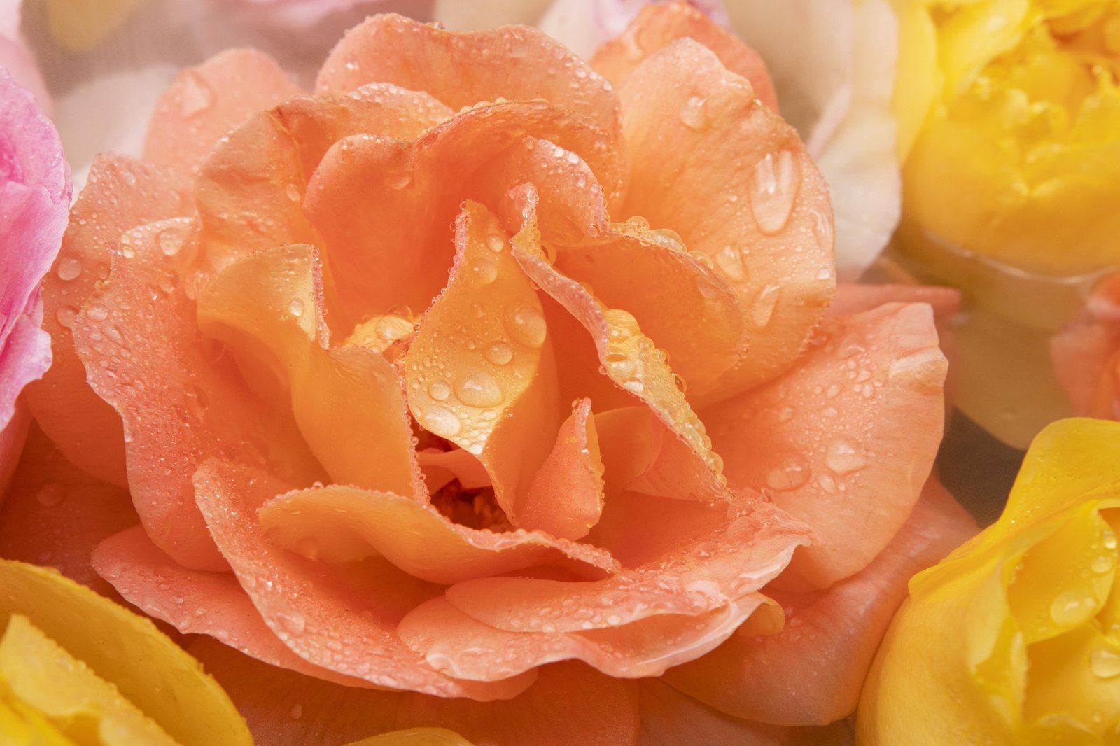 Dewy Peach Rose Blossom Wall Art