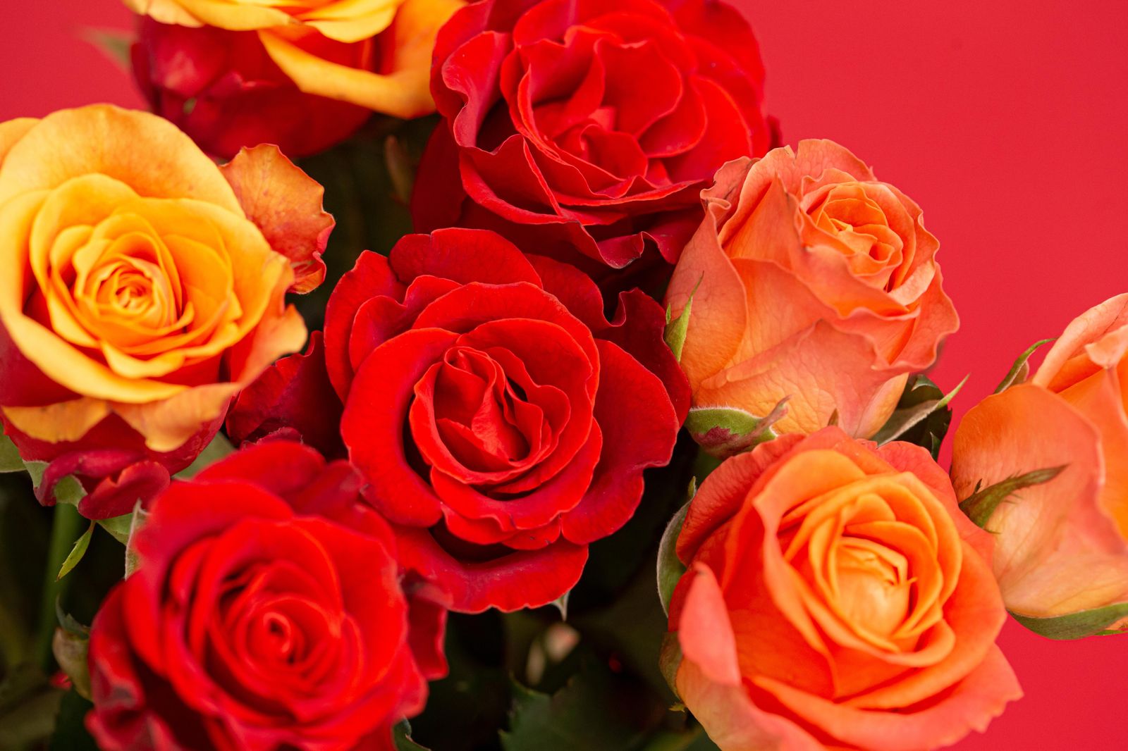 Vibrant Rose Bouquet Red Orange Wall Art