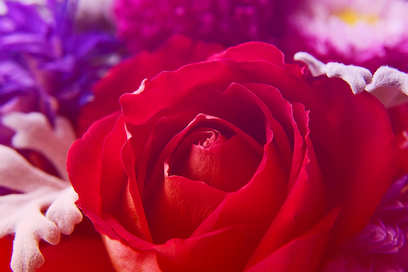 Vibrant Red Rose Macro Floral Wall Art