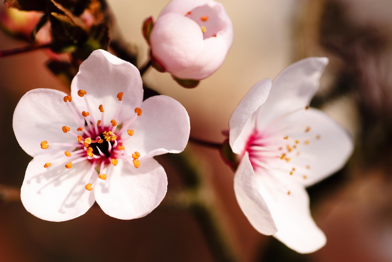 Delicate Blossom Spring Cherry Wall Art