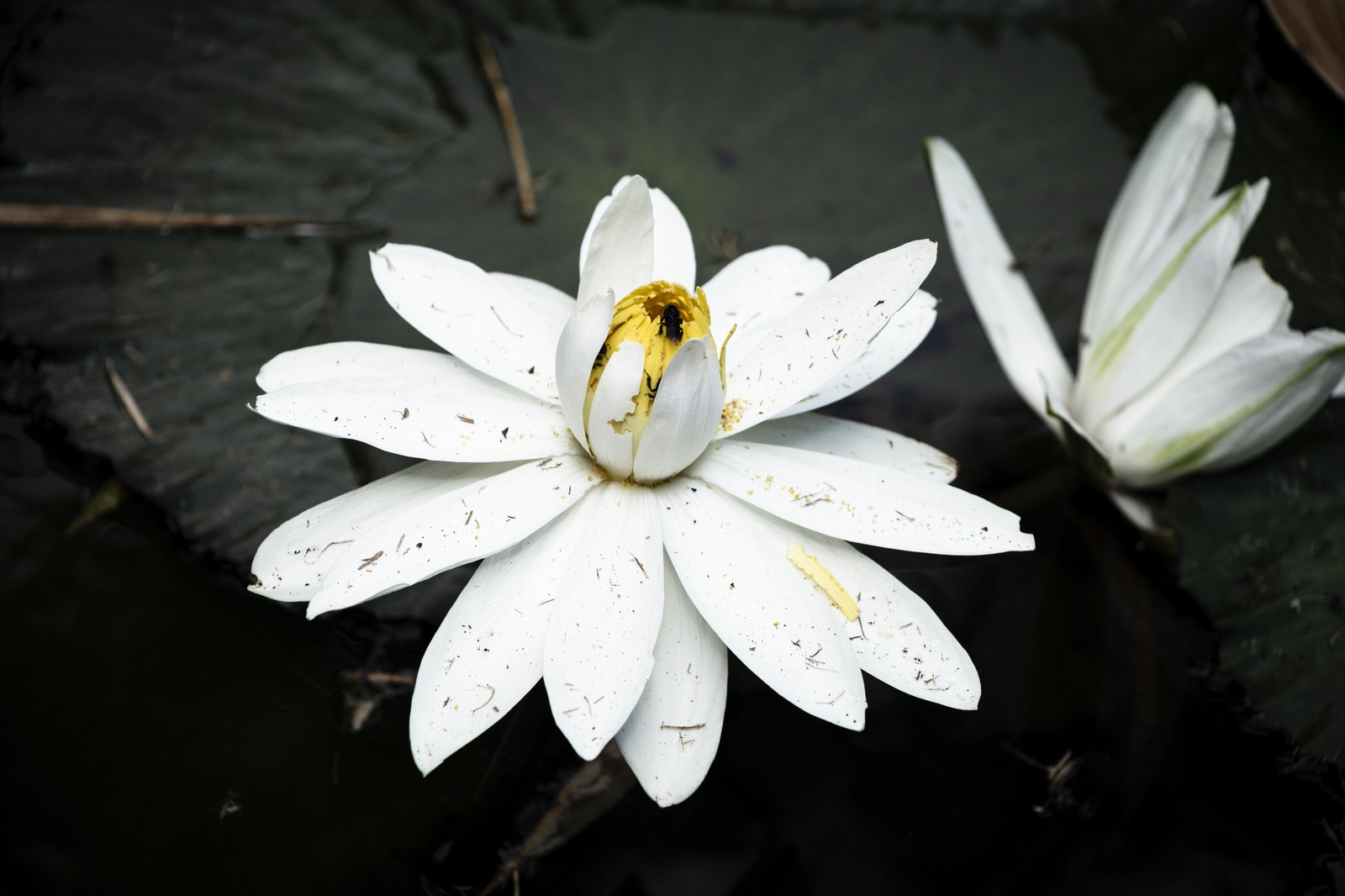 Serene White Lotus Bloom Wall Art