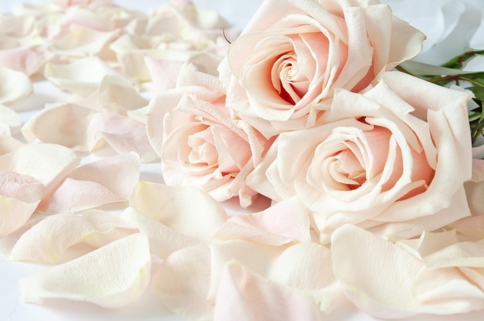 Blush Roses & Petals Wall Art for Romantic Decor
