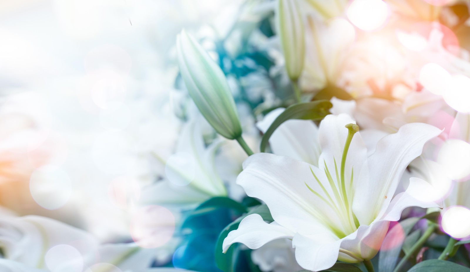 Elegant White Lily Floral Bliss Wall Art