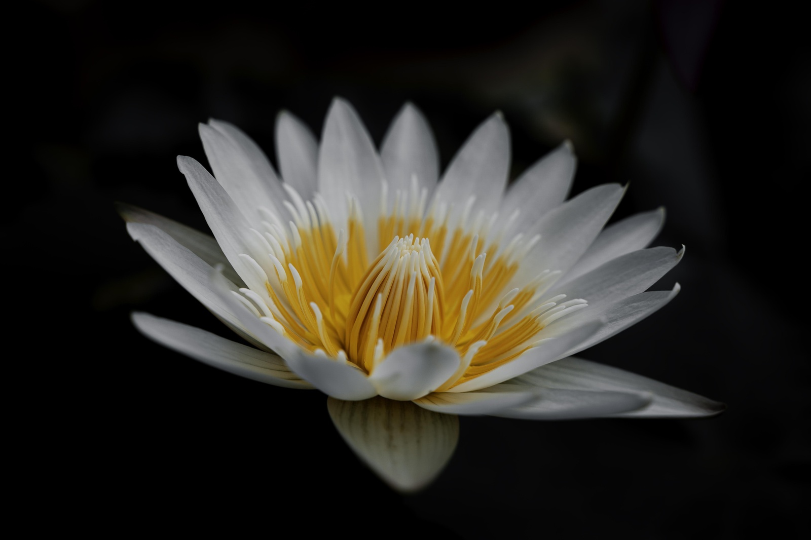 Serene White Lotus Zen Wall Art Wall Art