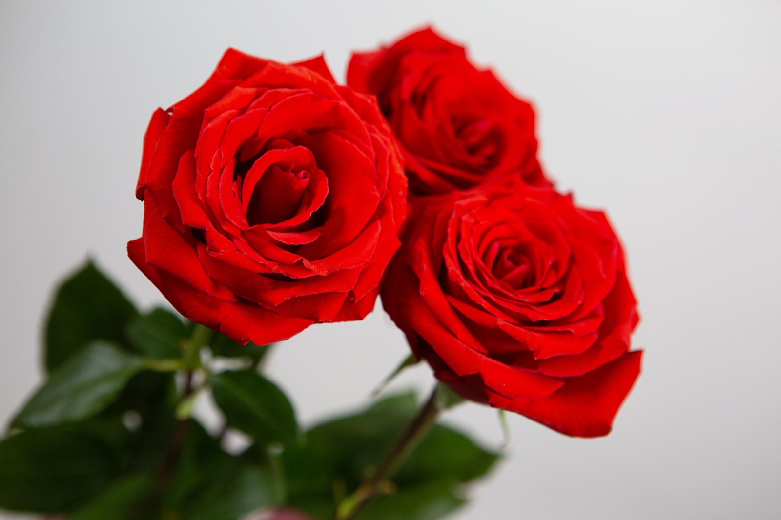 Velvet Red Roses - Elegant Floral Wall Art
