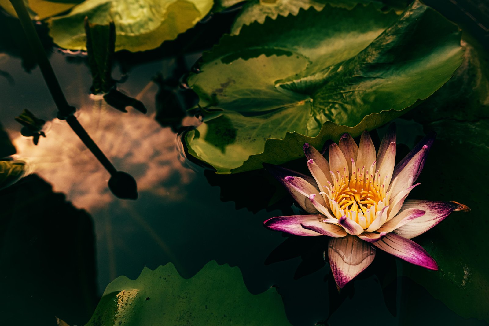 Serene Water Lily Wall Art