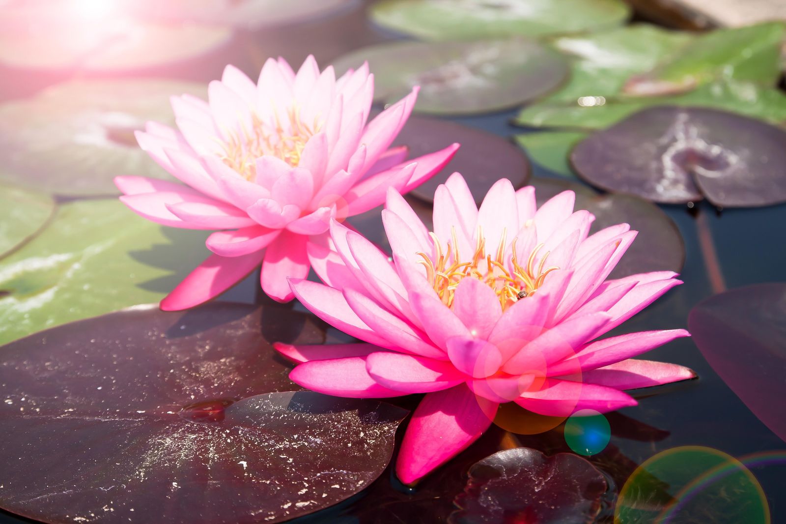 Serene Pink Water Lilies Wall Art