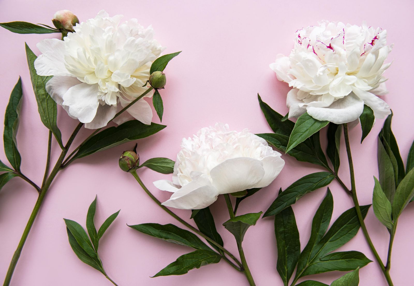 Elegant White Peonies Floral Wall Art