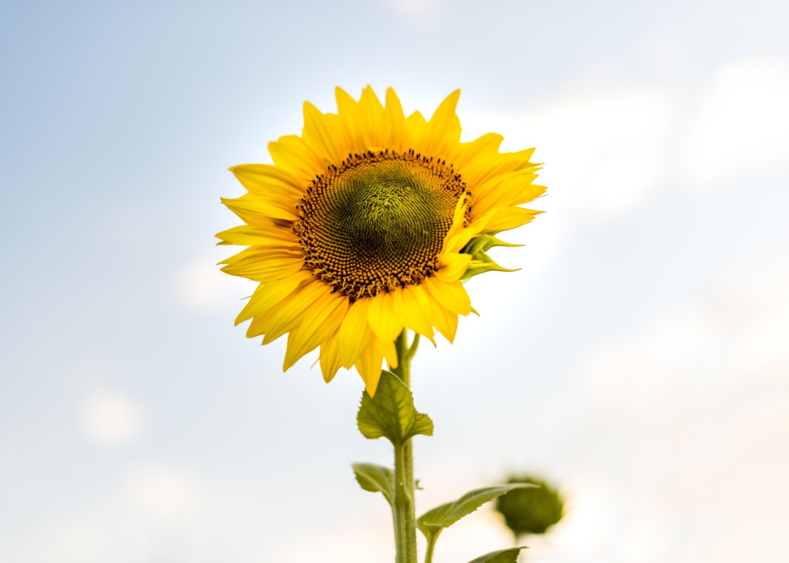 Bright Sunflower Field Close-up Wall Art
