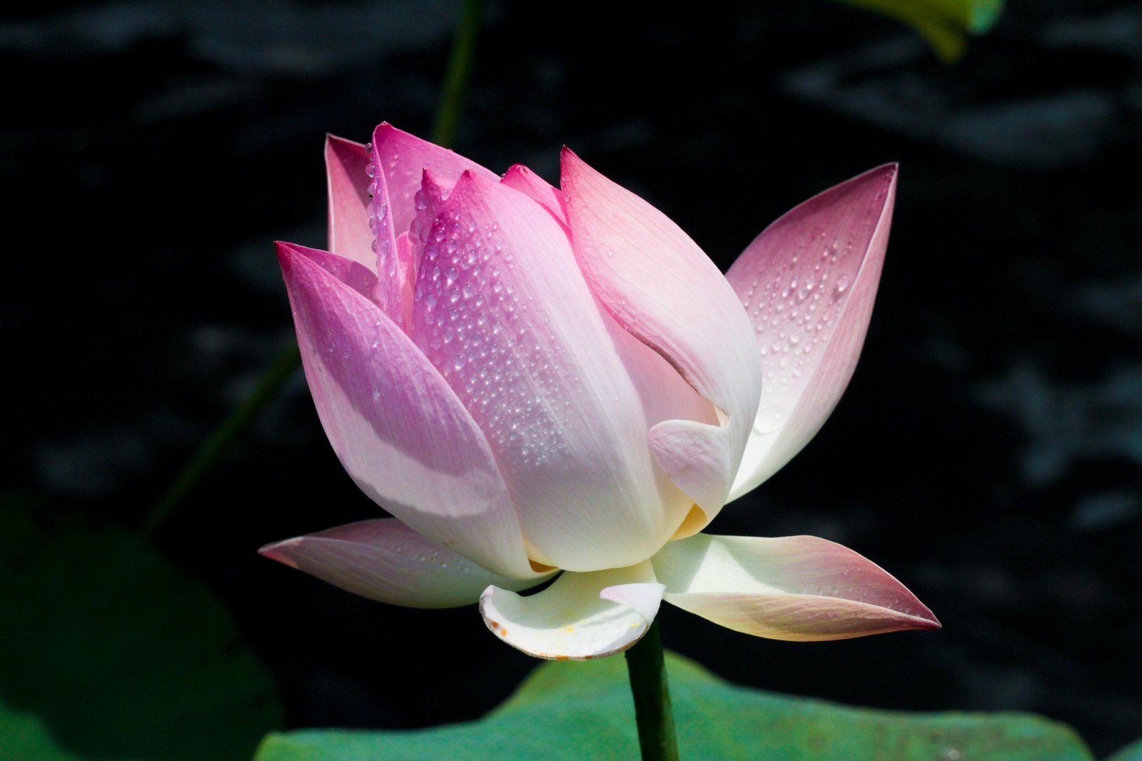 Serene Pink Lotus Dewdrops Wall Art
