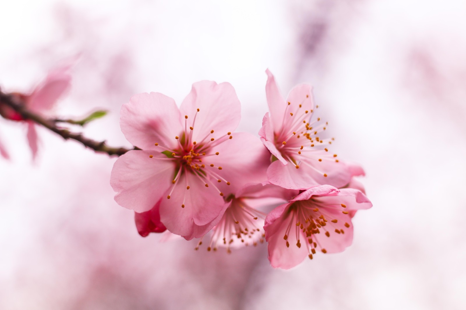 Soft Pink Blossom Branch Wall Art