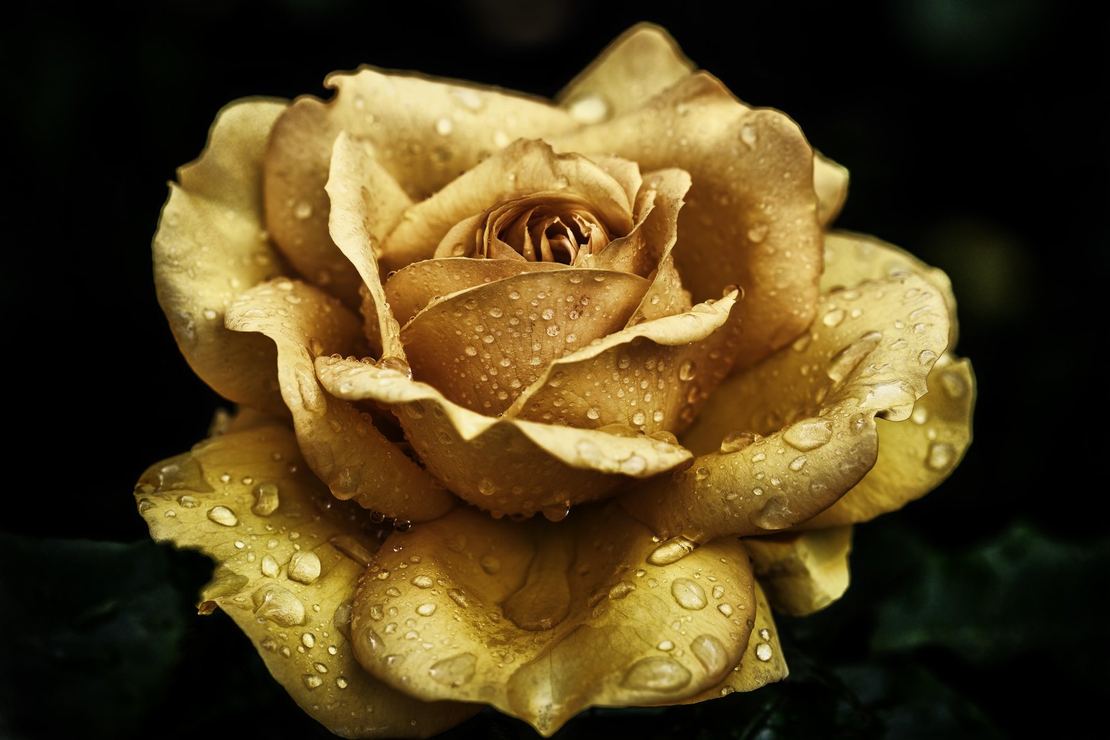 Golden Rose Dewdrops Wall Art
